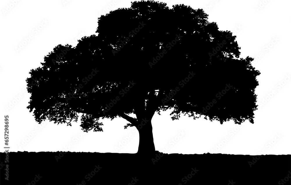 Black vector image of a silhouette of a large tree in summer, isolated on a white background.