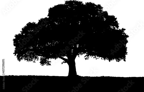 Black vector image of a silhouette of a large tree in summer  isolated on a white background.