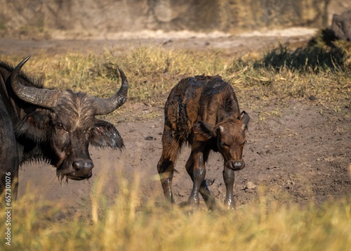 Water Buffalo Parent and Child