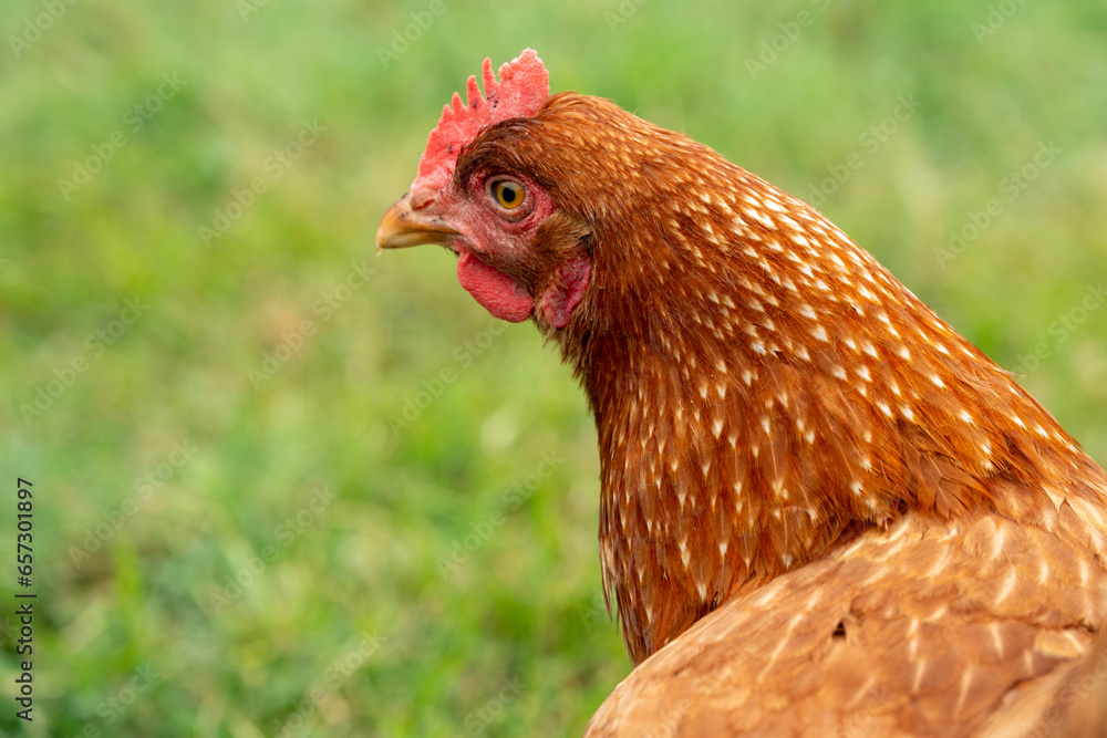 Chicken on a farm Chicken on a farm