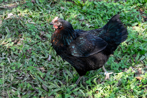 Chicken on a farm