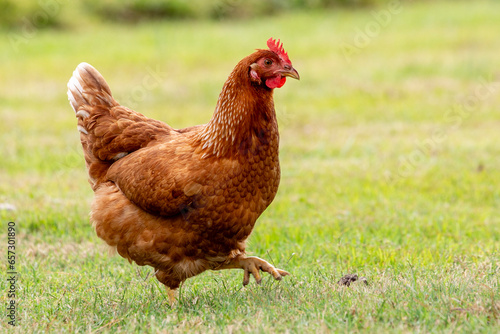 Chicken on a farm