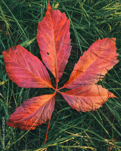 bright autumn leaf of a bush