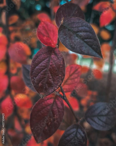 bright autumn leaf of a bush