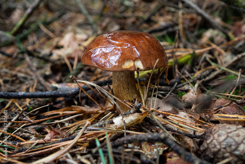 A forest mushroom growing among fallen leaves in the woods
