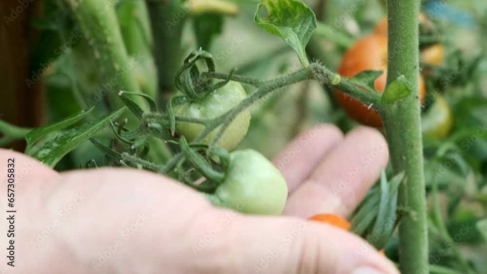 Hands Picking ripe red Cherry tomatoes on BIO organic farm harvesting in summer. Hands Picking ripe red Cherry tomatoes on BIO organic farm harvesting in summer.