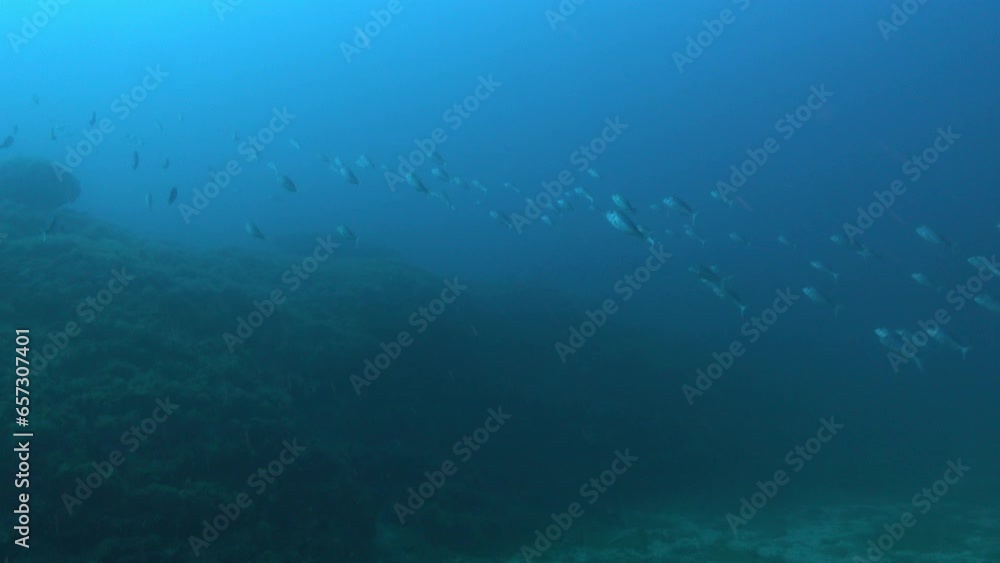 Undersea life - A lot of dentex fish swimming to the surface Undersea life - A lot of dentex fish swimming to the surface