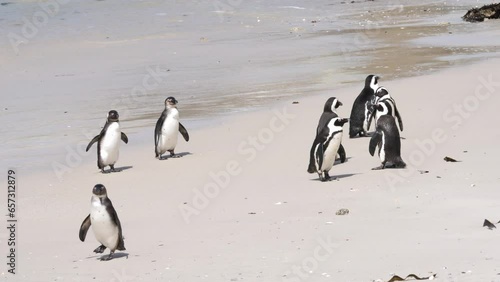 African Penguins waddle, shake and preen on beach, gentle waves lap sand