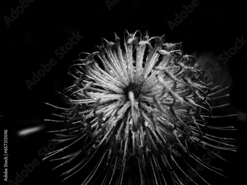 Pincushion protea