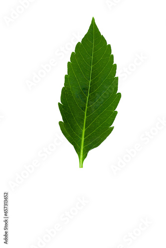dallia green leaf isolated on white background