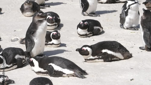 Colony of African Penguins sleep on white sandy beach