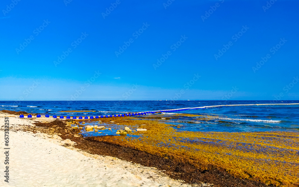 Beautiful Caribbean beach totally filthy dirty nasty seaweed problem Mexico.