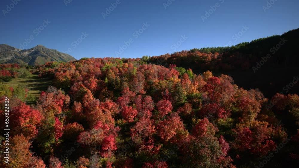 Autumn Trees In Utah Mountains - Epic Drone Flying Backwards Autumn Trees In Utah Mountains - Epic Drone Flying Backwards