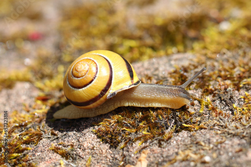 grove snail  (Cepaea nemoralis) photo