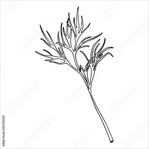 Young green dill, spice, seasoning, herb isolated on white background. Vector illustration. For product design, packaging, cuisine, ingredient and condiment.