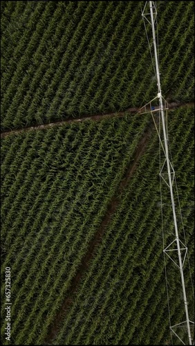 Overhead video of crop field and agriculture irrigation system