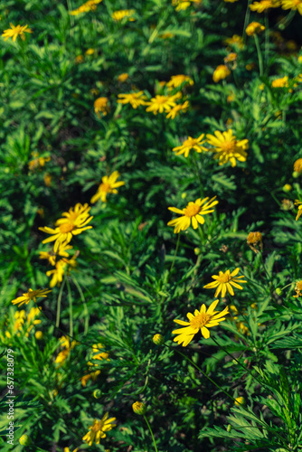BEAUTIFUL YELLOW DAISIES WITH GREEN LEAVES