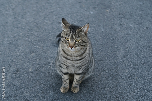 young homeless Gray striped cat whiskas color sits on the square, concept of survival of maintenance and walks of four-legged pets, abandoned animals in city, sterilization and treatment of cats