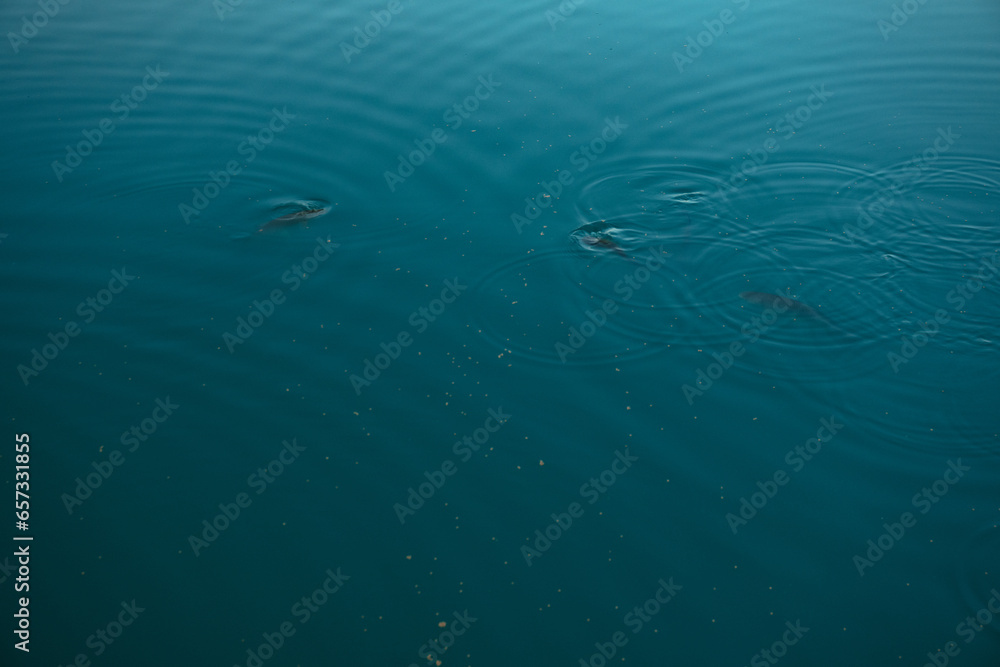 turquoise blue lake water with fish eating food turquoise blue lake water with fish eating food
