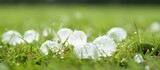 Large hailstone in grass after hailstorm shallow focus With copyspace for text