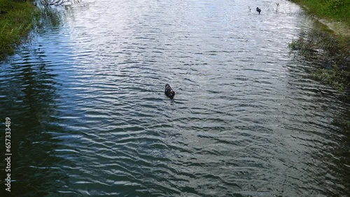 duck is cleaning feather in a pond