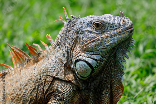approach to Caribbean Iguana, an endangered species photo