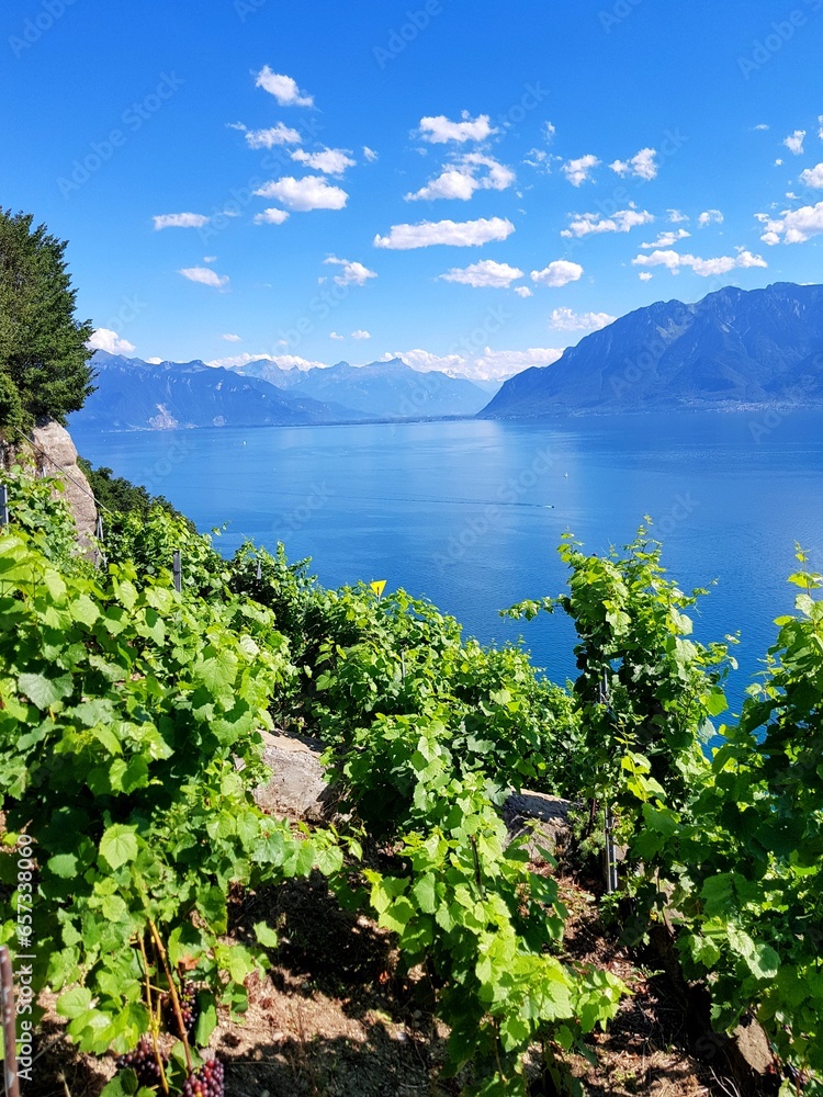 Lavaux, vignobles en terrasse, Suisse