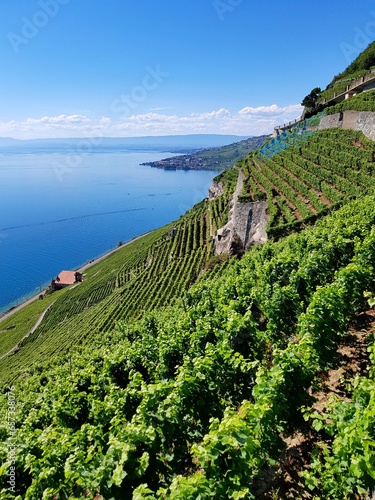 Lavaux, vignobles en terrasse, Suisse