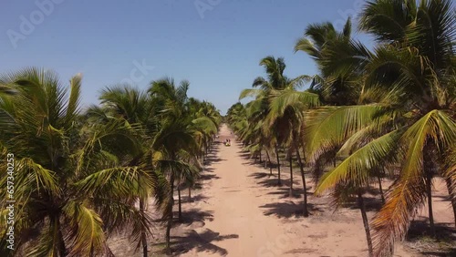 Maracaípe porto de galinhas natal Rio Grande do Norte. Beautiful beach, palm trees in nordeste brasil photo