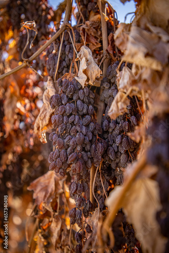 Vine ripened raisins photo