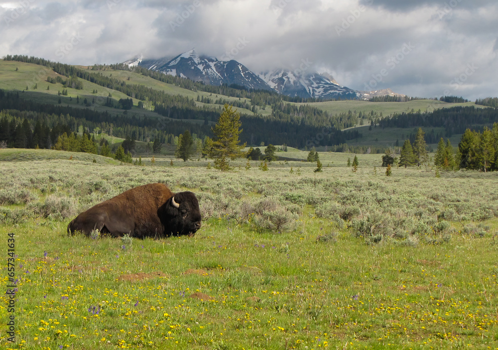 Lone buffalo lying in the prairie grass of Yellowstone National Park with the snow-capped Montana mountains in the background.