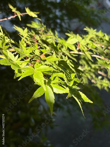 green leaves on a branch