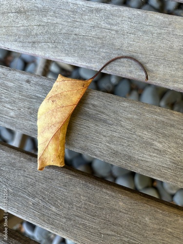 leaves on wooden background