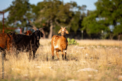 Boer Goat