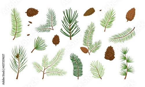 Christmas tree, pine cone, fir, cartoon evergreen plant, cedar twig vector icon, winter decoration, New Year foliage, holiday element. Xmas nature illustration isolated on white background