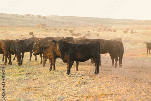 Fotografi herd of young angus cows and heifers in pasture west texas