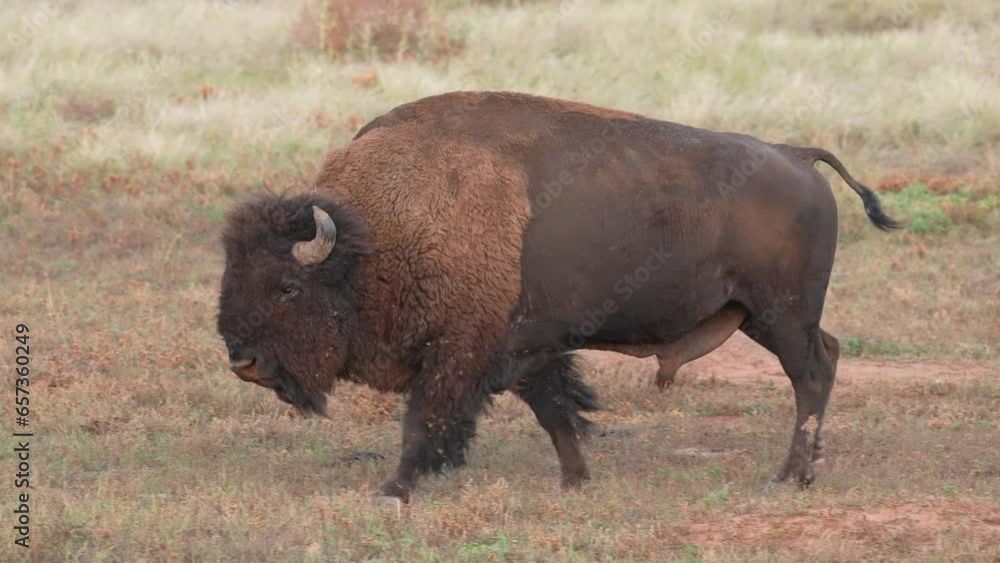 American Bison (Bison bison) or Buffalo Bull in South Dakota patrols his territory. Iconic western symbol. Slow motion, 1/2 natural speed. American Bison (Bison bison) or Buffalo Bull in South Dakota patrols his territory. Iconic western symbol. Slow motion, 1/2 natural speed.