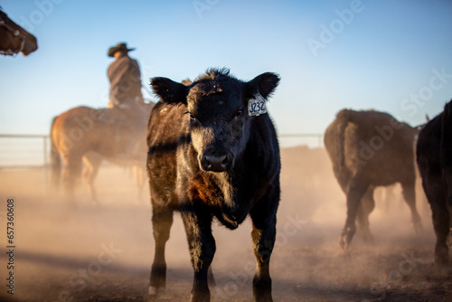 angus calf in pen