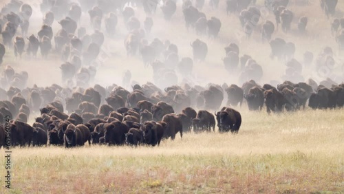 American Bison or Buffalo (Bison bison) herd stampede across a South Dakota prairie. Slow motion, 1/2 natural speed photo