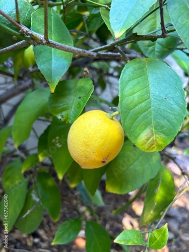 lemon on tree