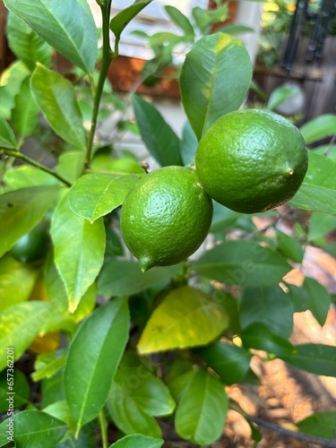 lime on tree