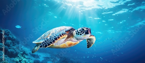 Underwater a hawksbill turtle swims in the blue sea