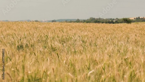 Campo de trigo em dia ensolarado, pronto para colheita. Campo dourado em um dia ventoso. (ID: 657364852)