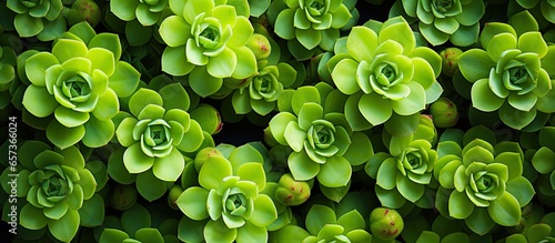 Kiwi Aeonium a succulent with charming florets in varying shades of green and a pink edge viewed from the top With copyspace for text photo