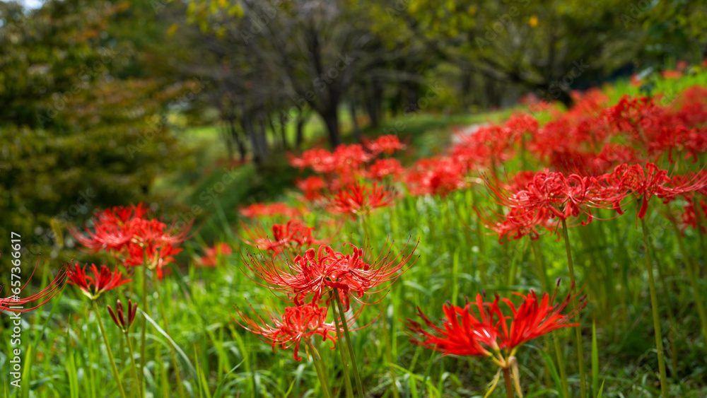 秋に咲く赤い花、曼殊沙華の群生