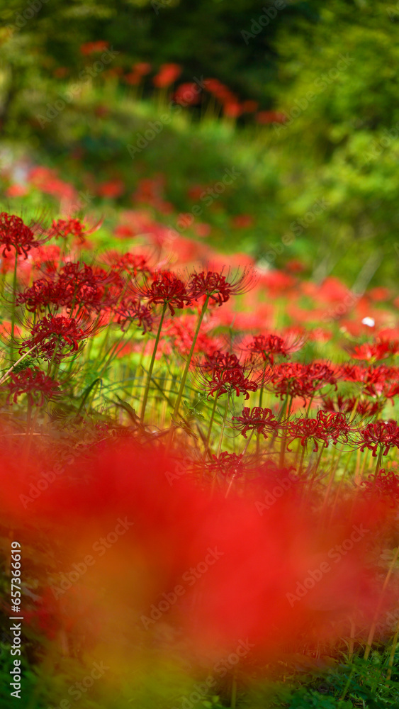 秋に咲く真っ赤で美しい彼岸花の群生