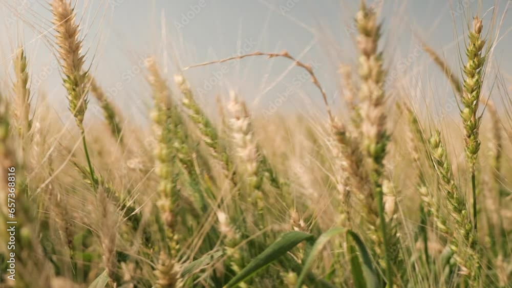 Close-up 4K em campo de trigo em dia ensolarado, pronto para colheita. Campo dourado em um dia ventoso Close-up 4K em campo de trigo em dia ensolarado, pronto para colheita. Campo dourado em um dia ventoso