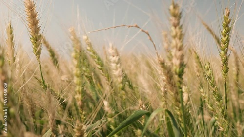 Close-up 4K em campo de trigo em dia ensolarado, pronto para colheita. Campo dourado em um dia ventoso (ID: 657368816)