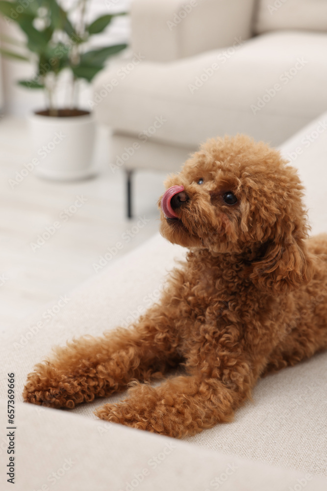 Cute Maltipoo dog resting on comfortable sofa at home. Lovely pet Cute Maltipoo dog resting on comfortable sofa at home. Lovely pet