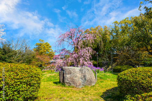 Beautiful Weeping Sakura at Awataguchi Aokusu no Niwa Park  in Kyoto, Japan photo